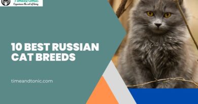 Best Russian Cat Breeds