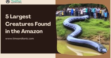 5 Largest Creatures Found in the Amazon