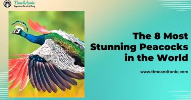 Most Stunning Peacocks in the World