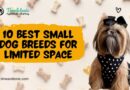 Small Dog Breeds