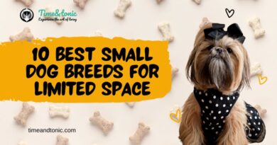 Small Dog Breeds