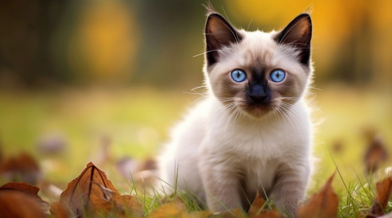 10 Best Cat Breeds With Blue Eyes