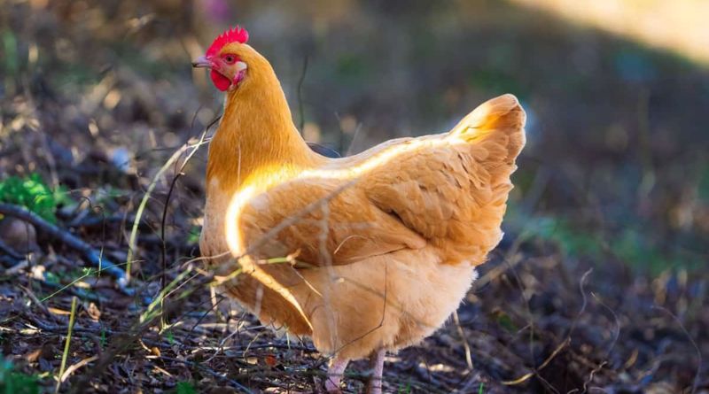 Best Chicken Breeds for Eggs